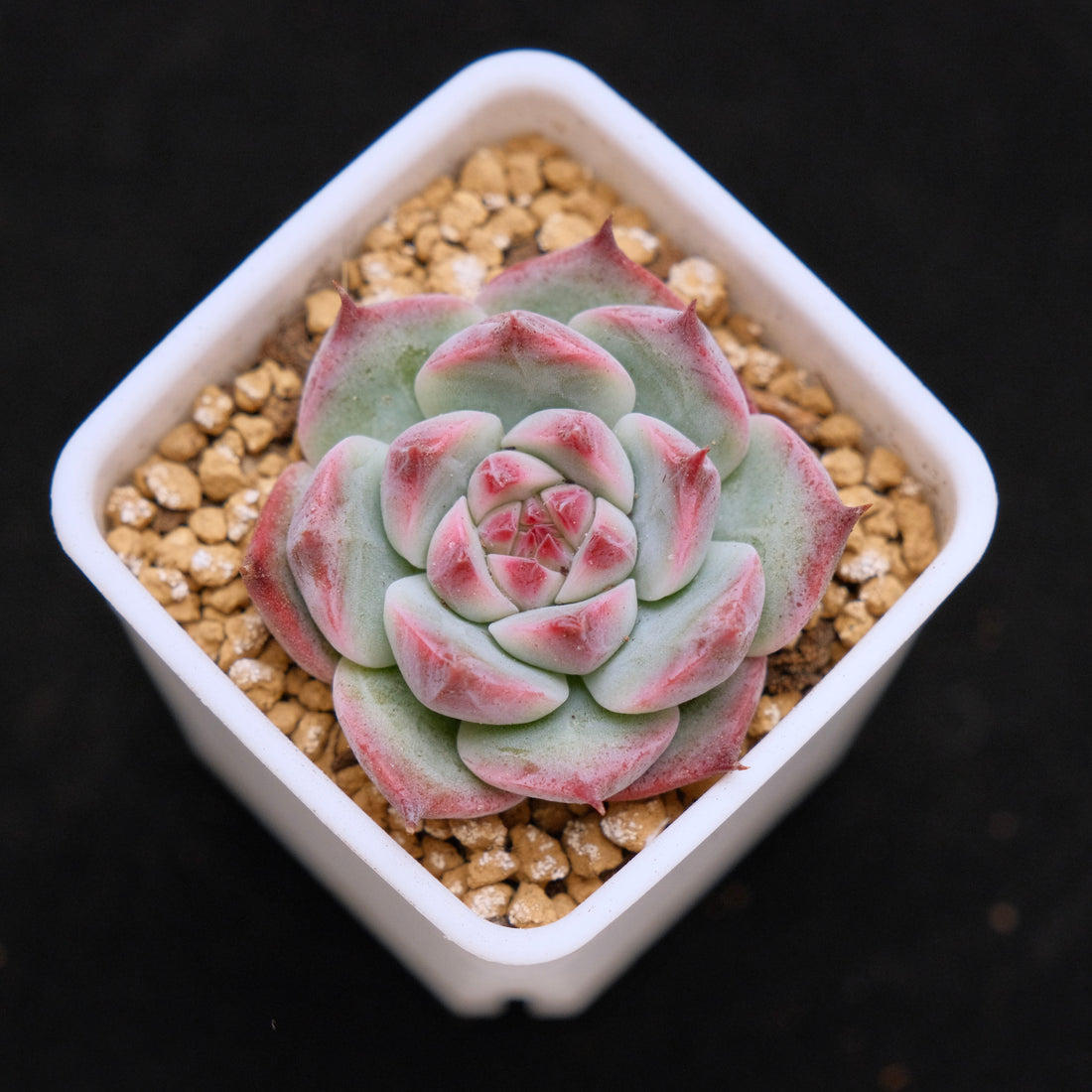 Echeveria chihuahuaensis Korean Succulent Plant