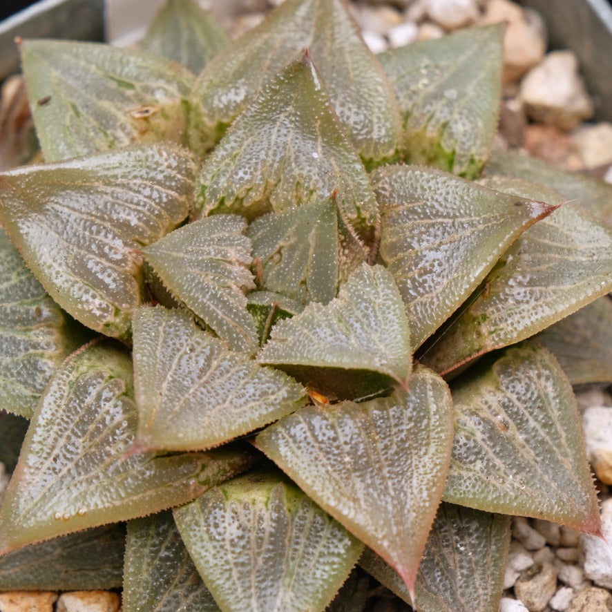 Jim Smith Haworthia Hybrid Succulent Plant