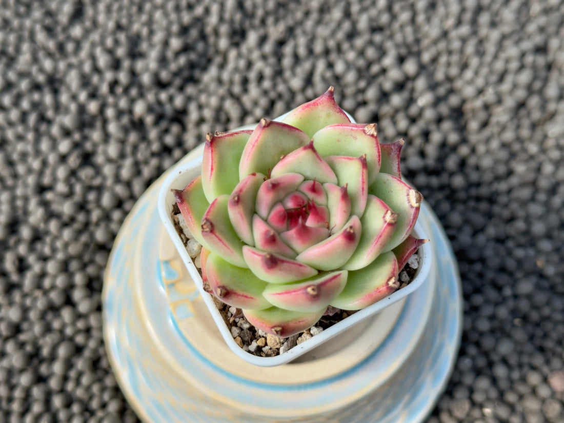 Echeveria Toscanelli Imported Succulent Plant