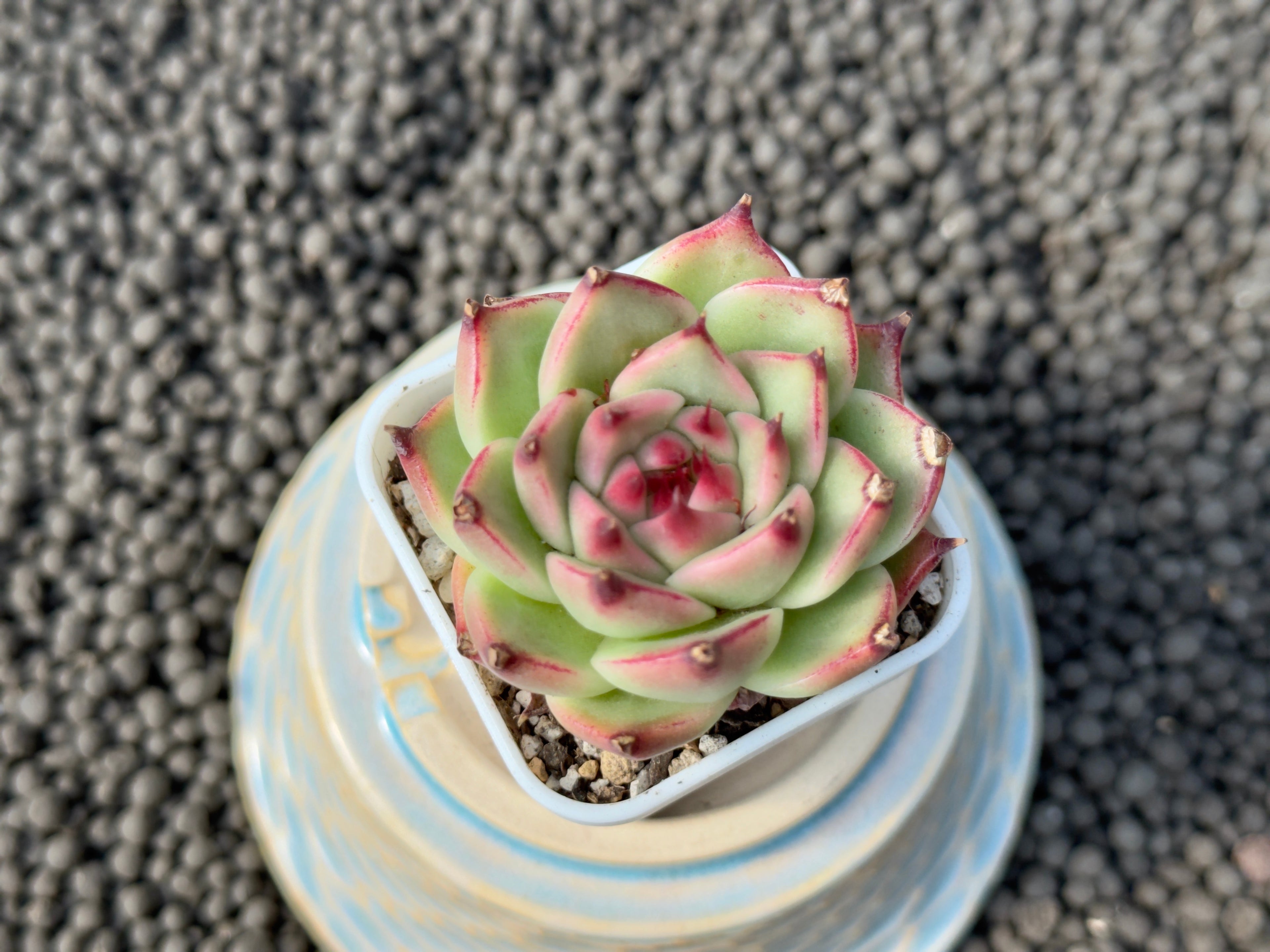 Echeveria Toscanelli Imported Succulent Plant