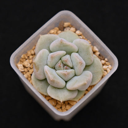 Echeveria Choux Cream baby Korean Succulent Plant