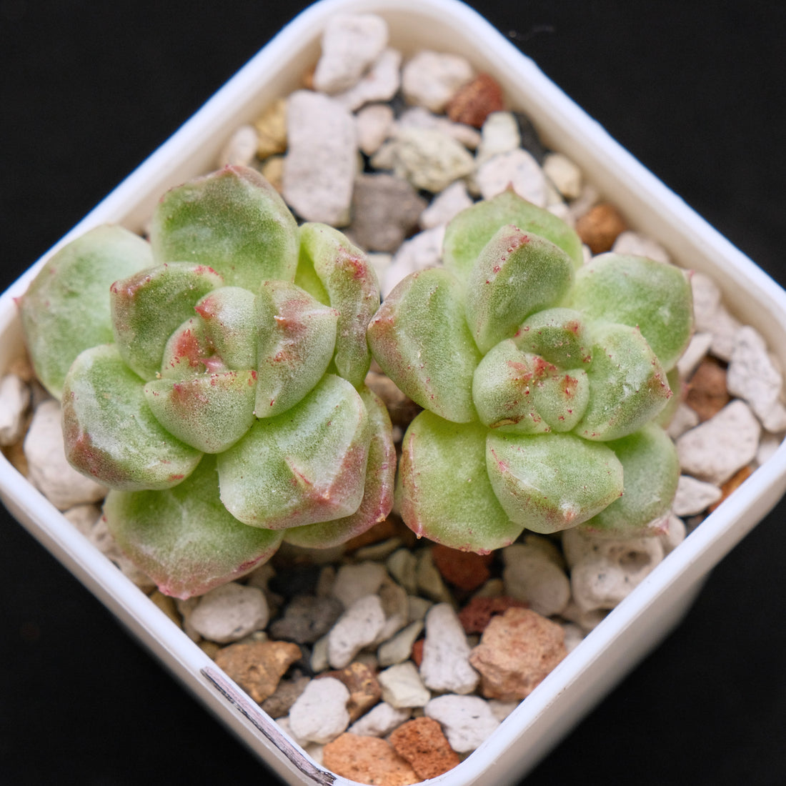 Monstrose Echeveria Gremlin Korean Succulent Plant