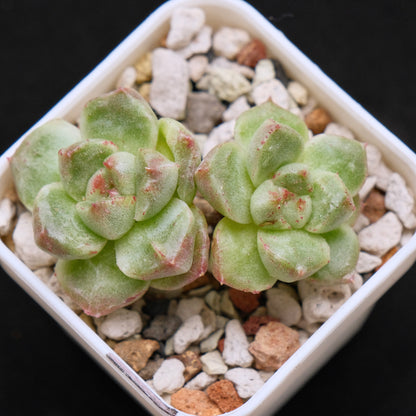 Monstrose Echeveria Gremlin Korean Succulent Plant