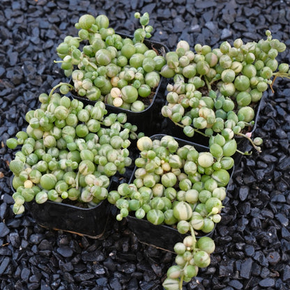 Variegated String of Pearls Senecio rowleyanus Locally Grown Succulent Plant