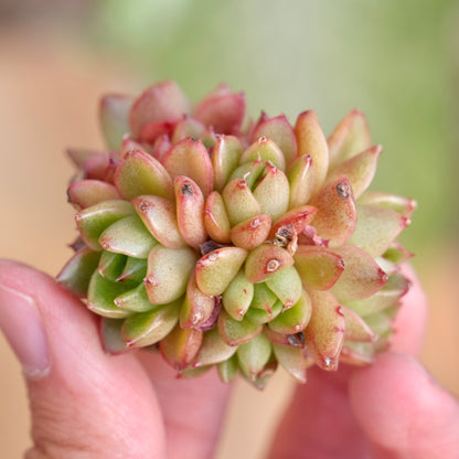 Echeveria Red Wine Peach Imported Succulent Plant