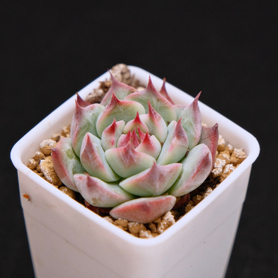 Echeveria chihuahuaensis Korean Succulent Plant
