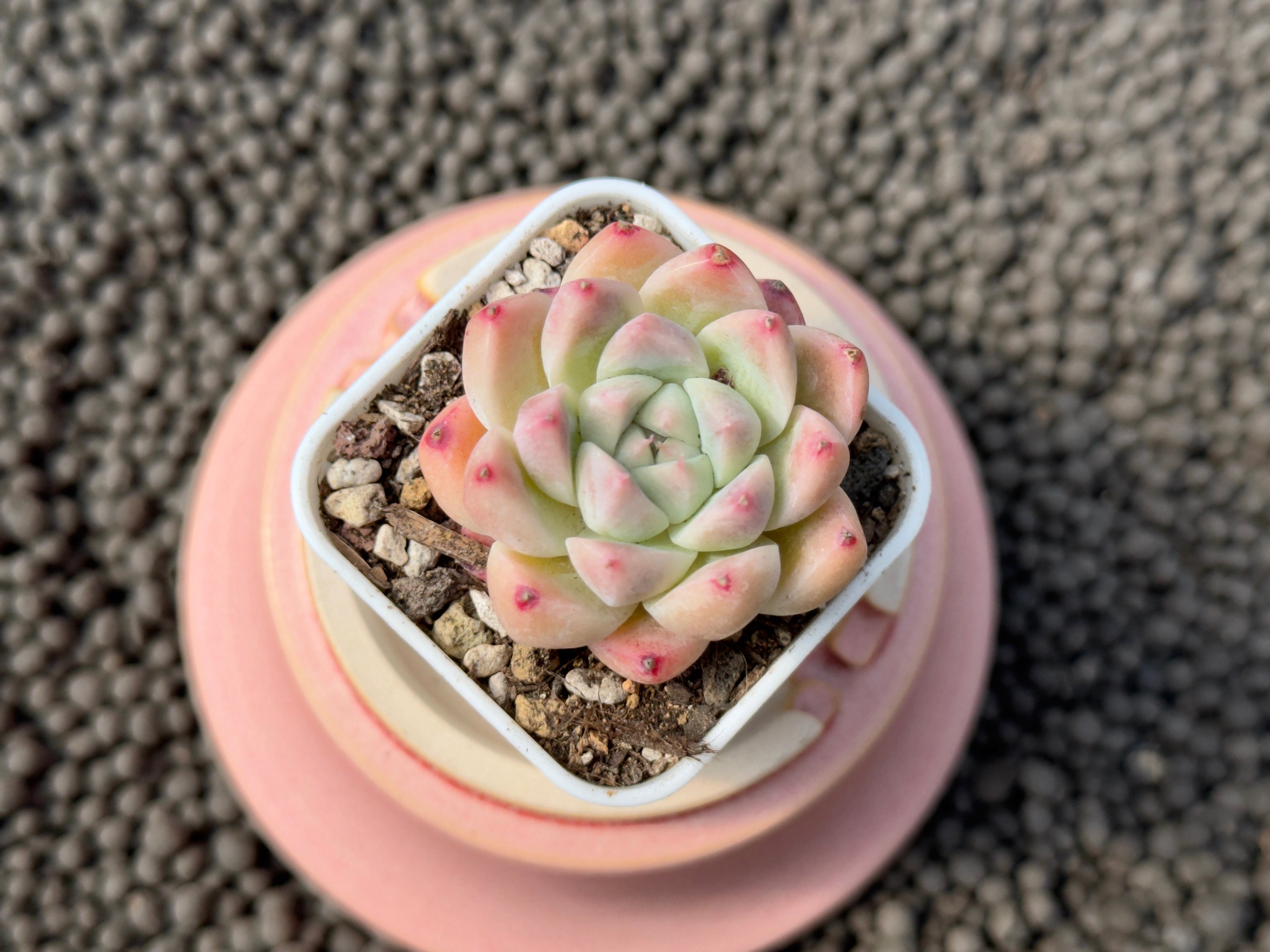 Echeveria Like a Dream Imported Succulent Plant