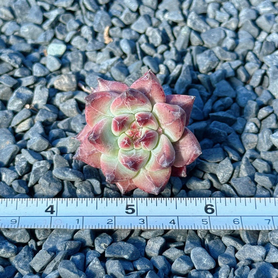 Echeveria Betelgeuse Succulent Plant *New* F