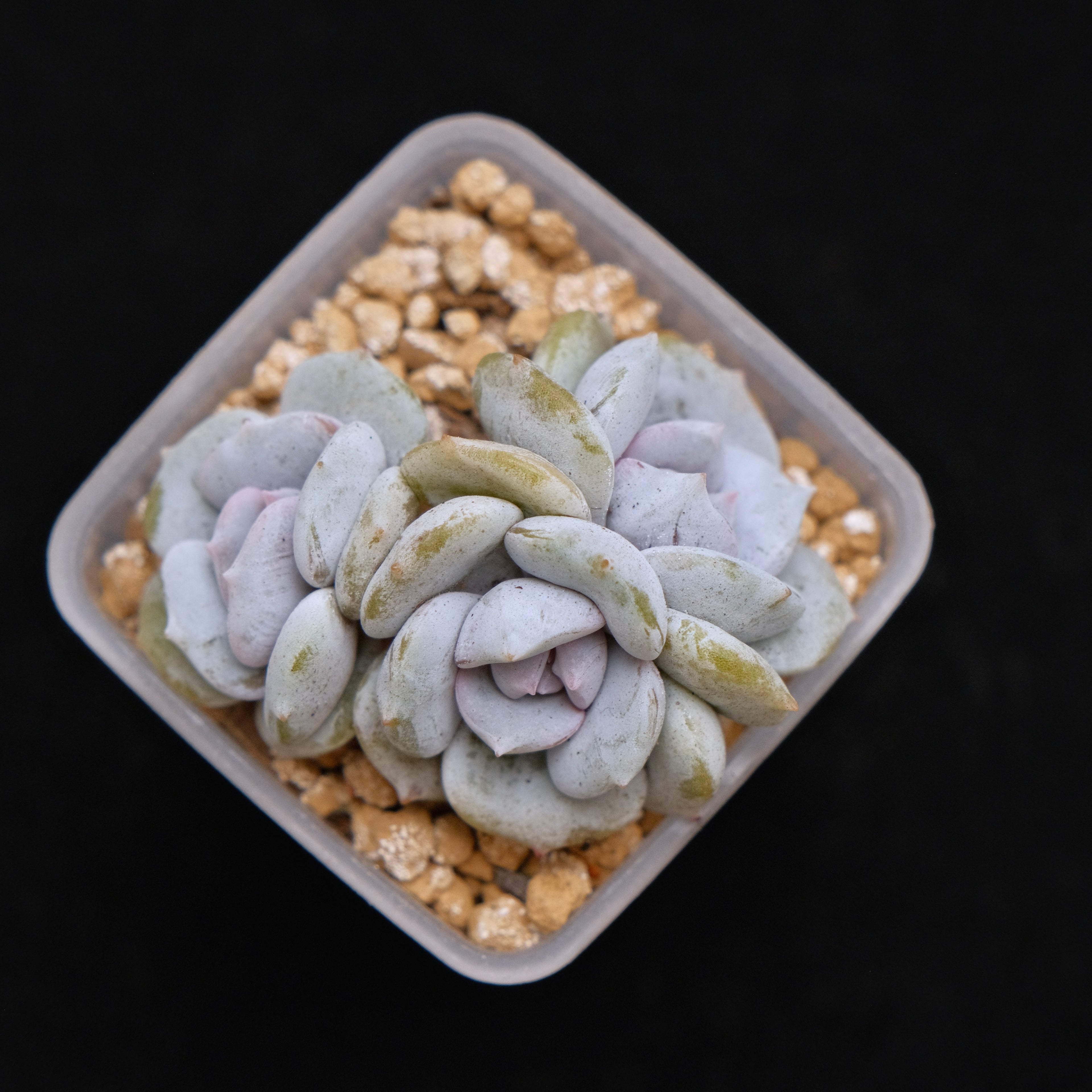 Echeveria Milk Purple babies Korean Succulent Plant Changhee Hybrid