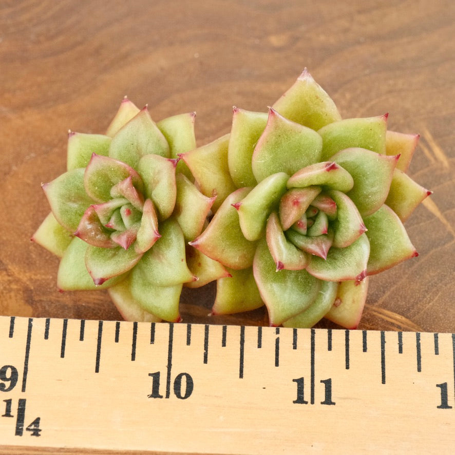 Echeveria Wrinkle Maria double Korean Succulent Plant