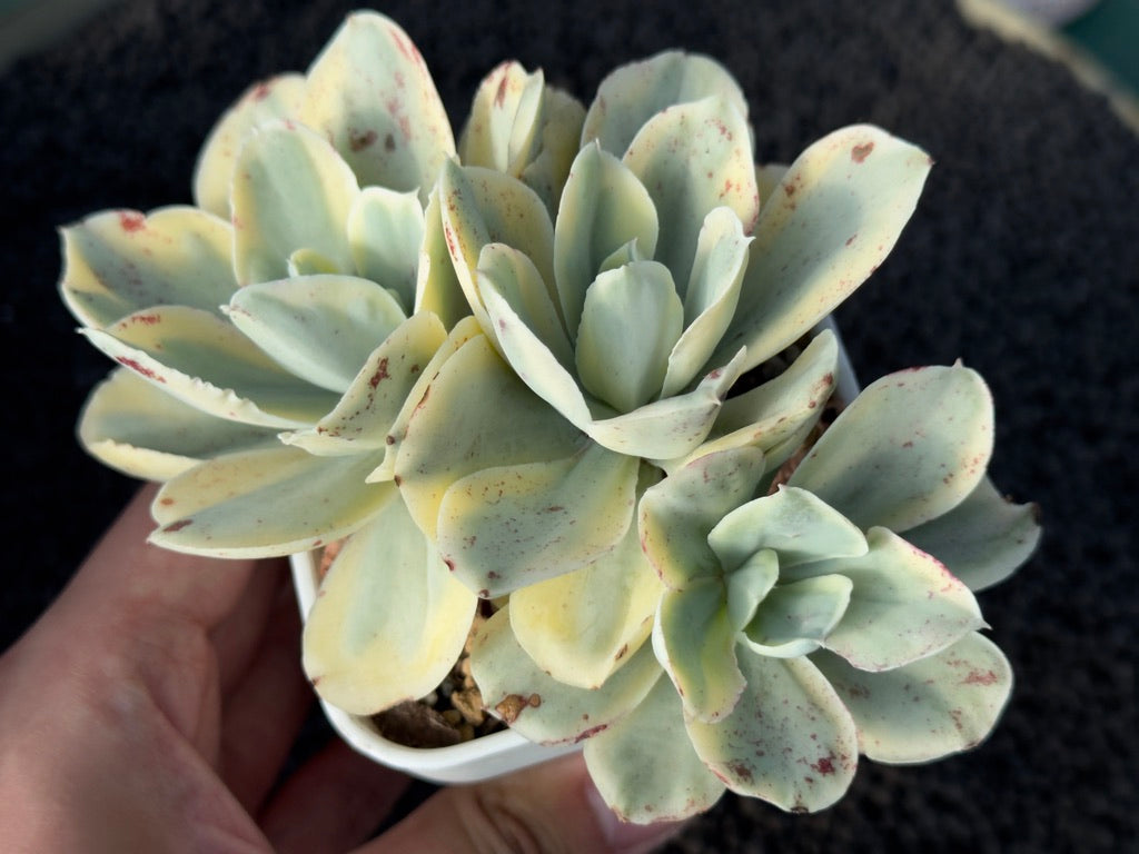 Variegated Echeveria Moon River Korean Succulent Plant
