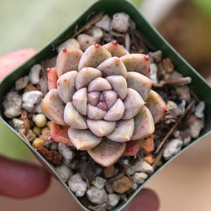 Echeveria Moire Korean Succulent Plant Changhee hybrid