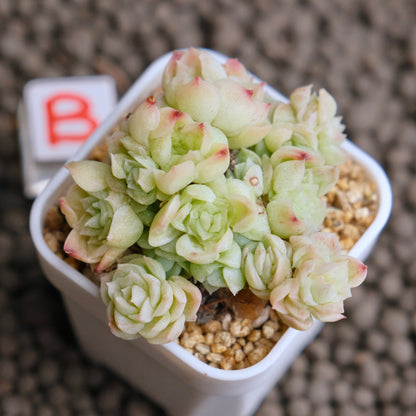 Echeveria Etrial (Korean Malgan cluster) Korean Succulent Plant - B