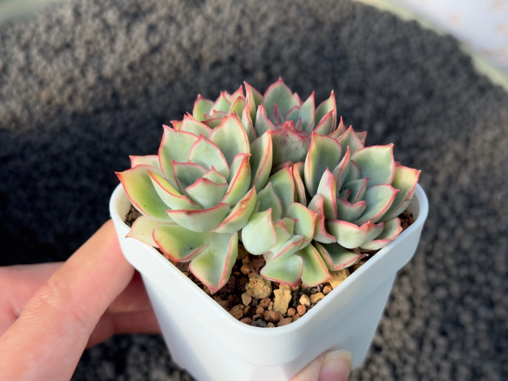 Variegated Echeveria Esther Korean Succulent Plant
