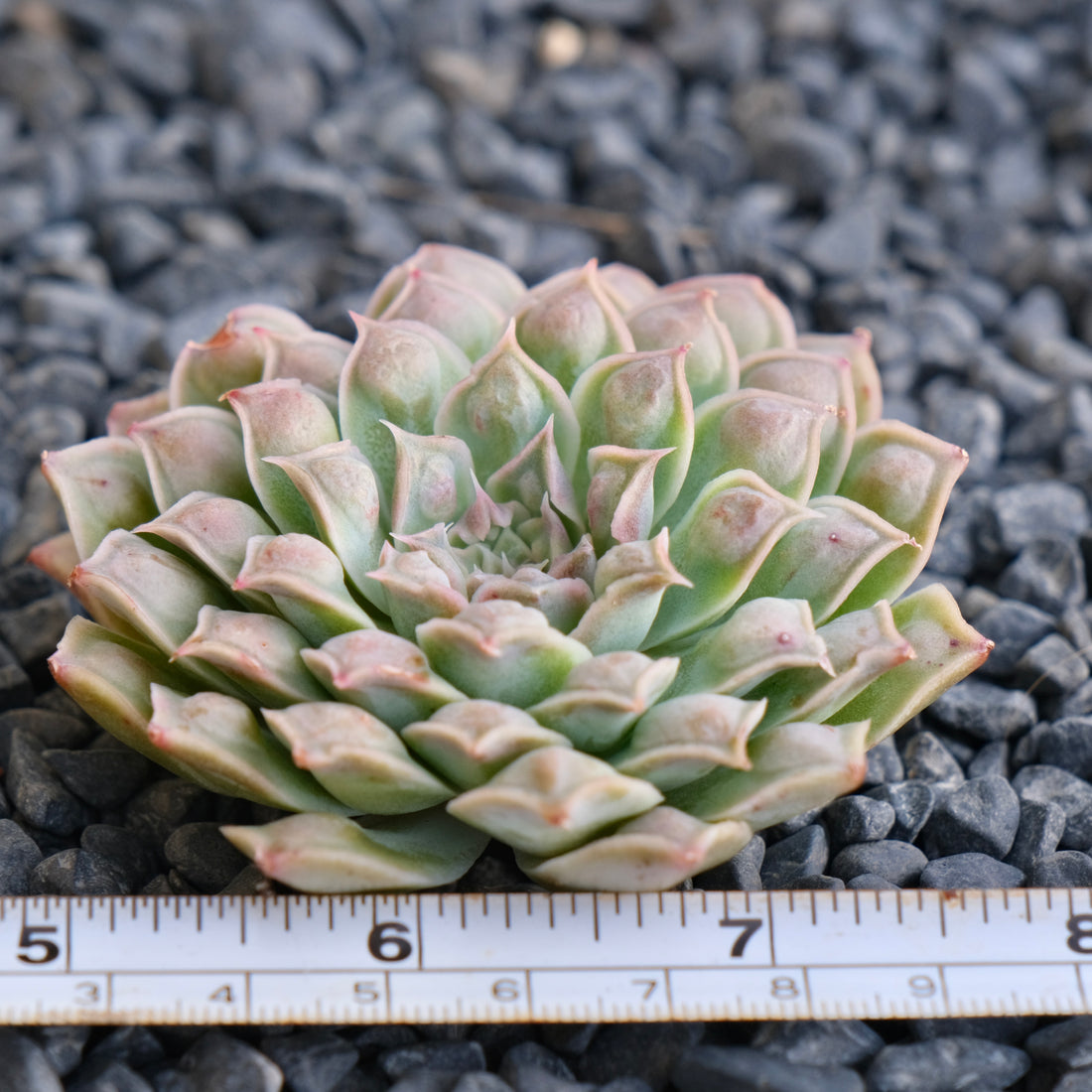 Echeveria Hearts Choice Korean Succulent Plant