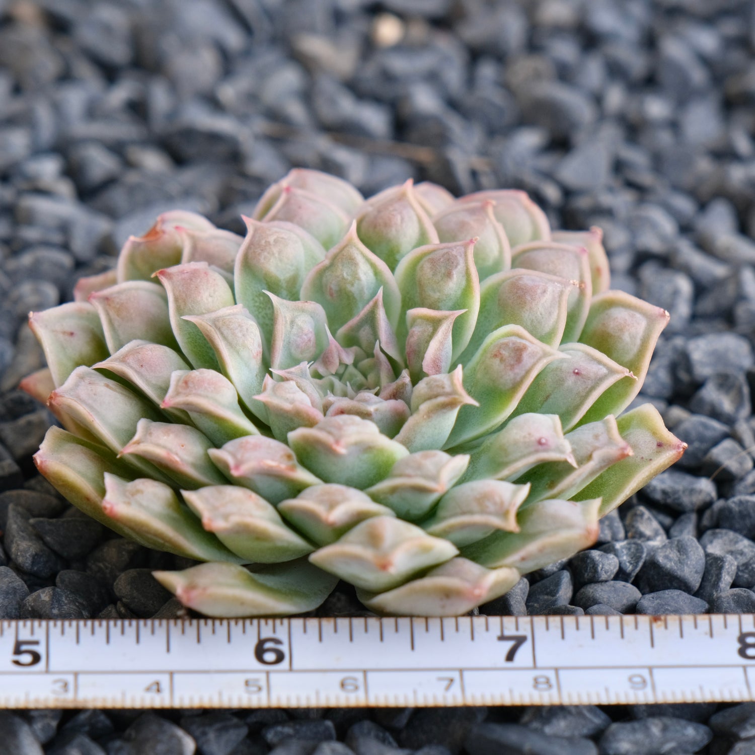 Echeveria Hearts Choice Korean Succulent Plant