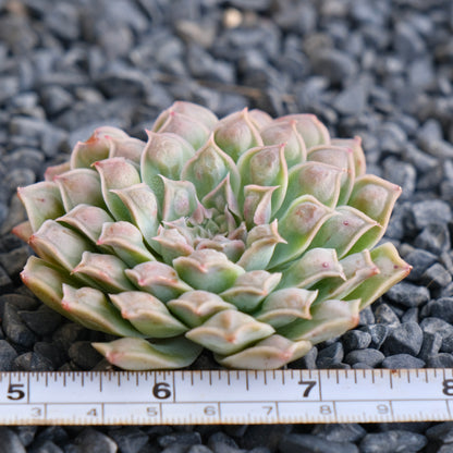 Echeveria Hearts Choice Korean Succulent Plant