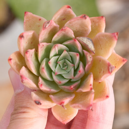 Echeveria Day Star Korean Succulent Plant Rare Hwaga hybrid (discounted)