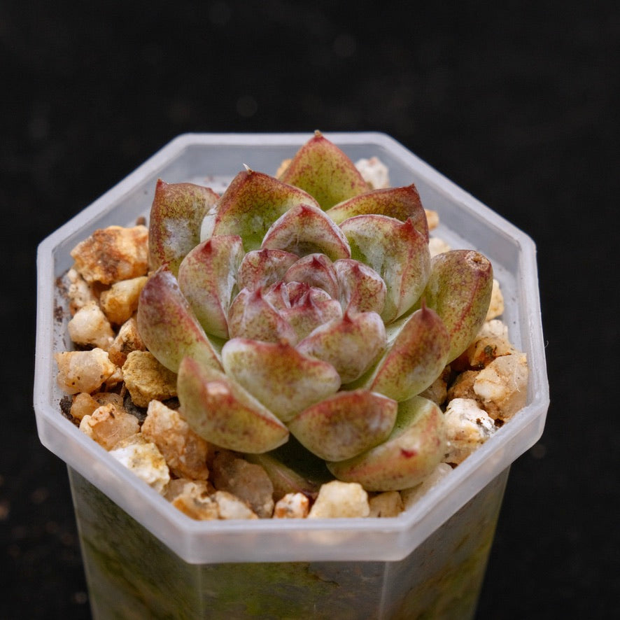Echeveria Black Rose hybrid Korean Succulent Plant