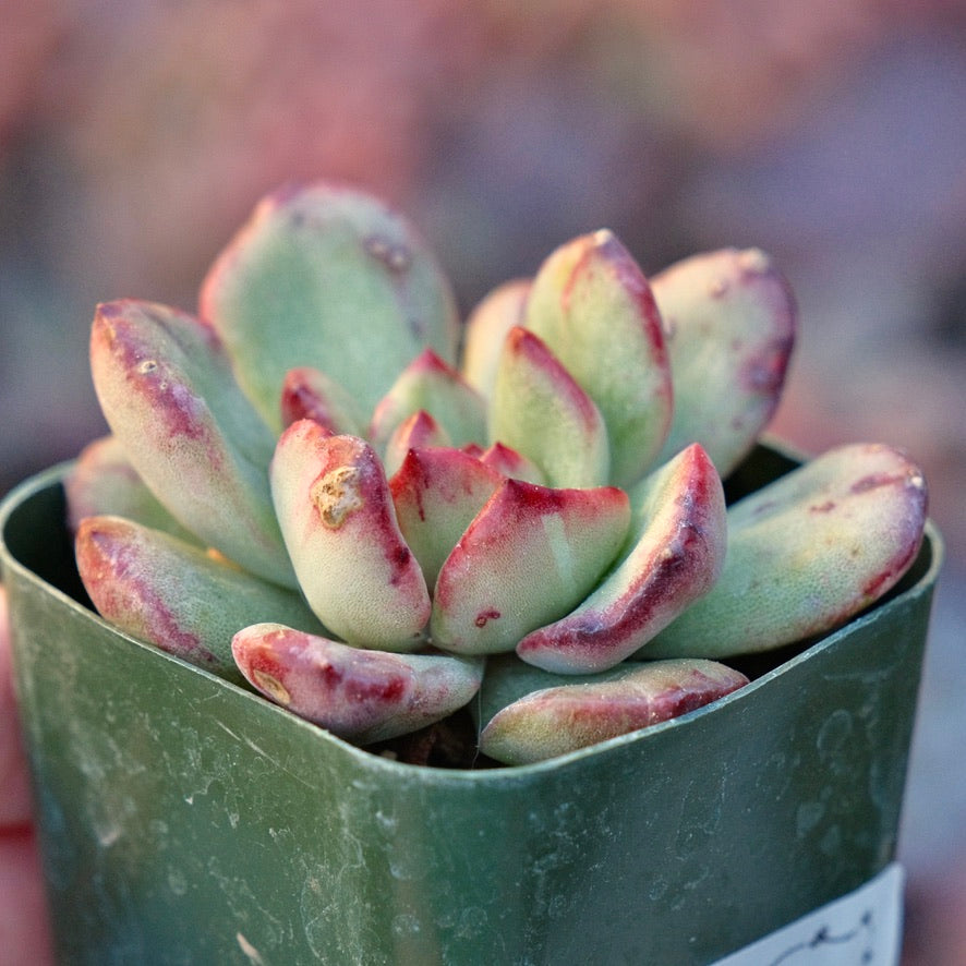 Monstrose Echeveira pulilindsayana Succulent Plant