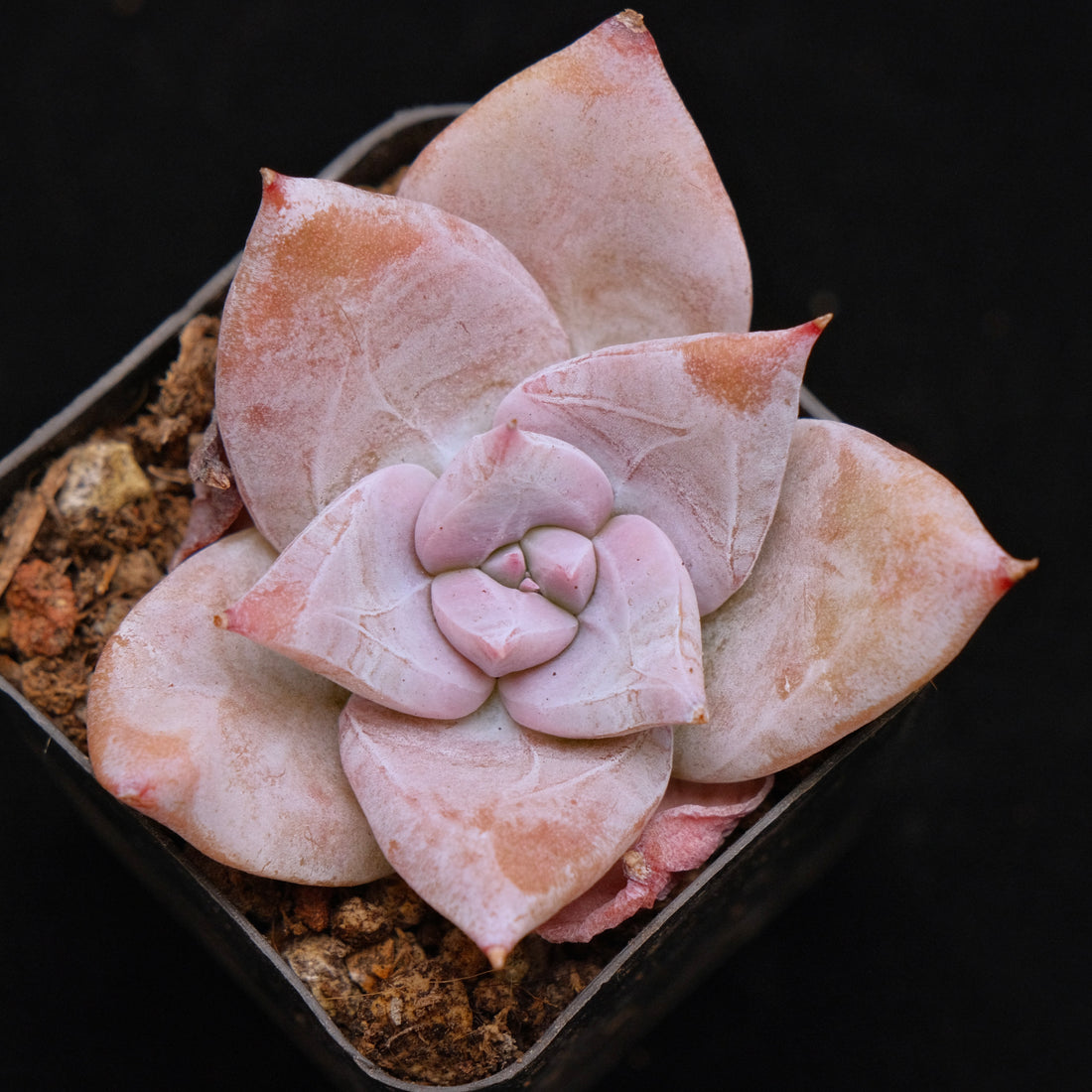 Echeveria Ice Muscle Korean Succulent Plant Rare