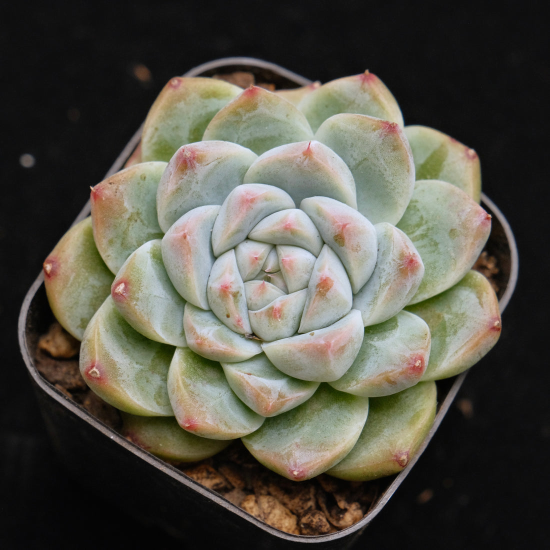 Echeveria Alba Beauty Korean Succulent Plant