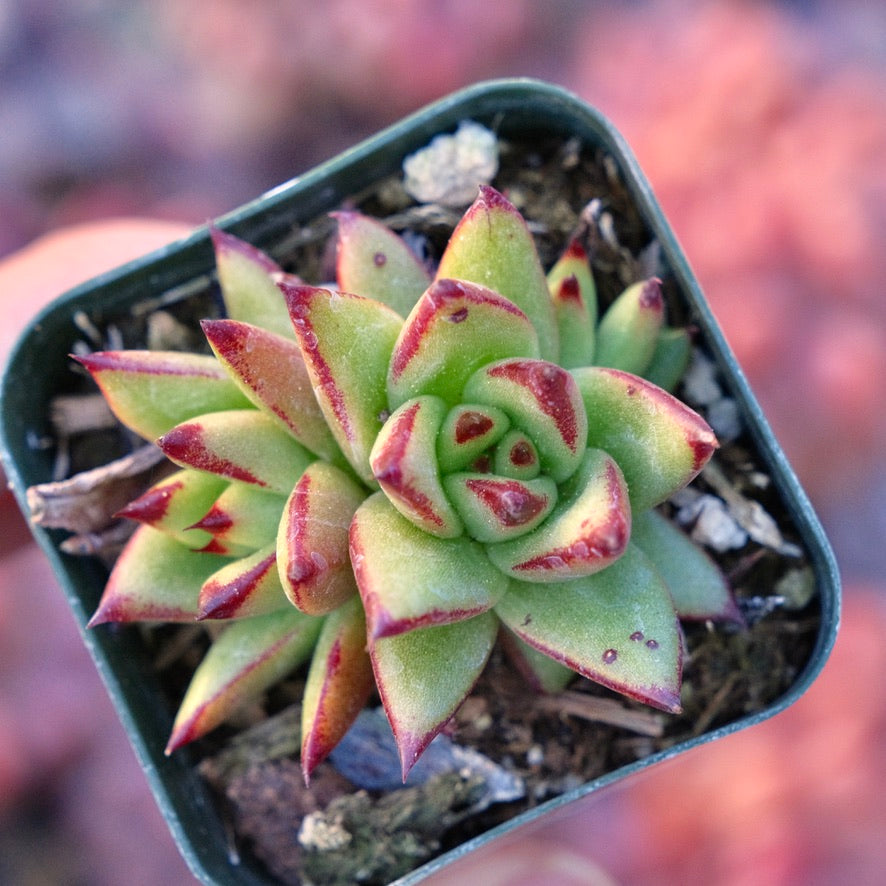 Echeveria agavoides Maria Succulent Plant
