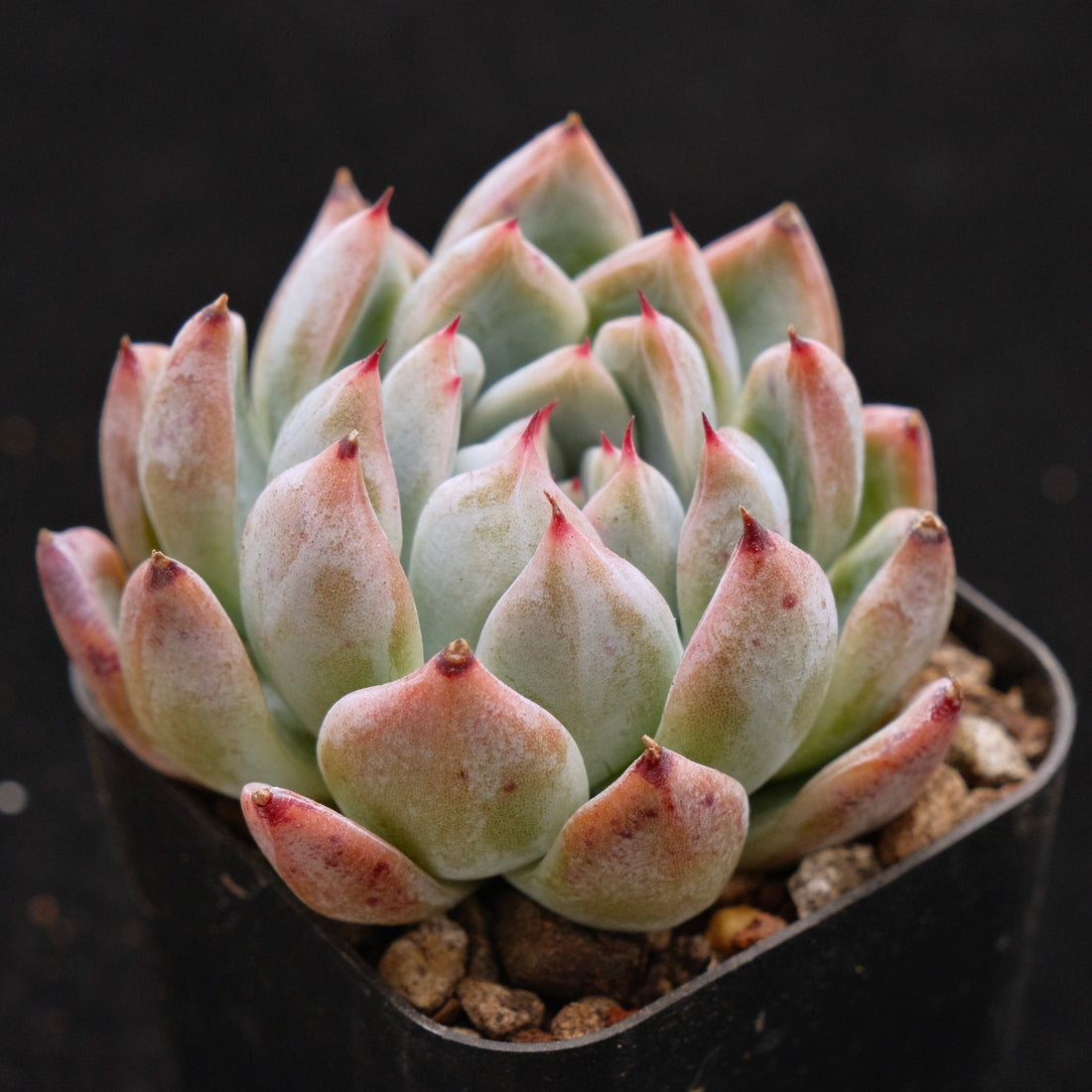 Echeveria Evian Korean Succulent Plant