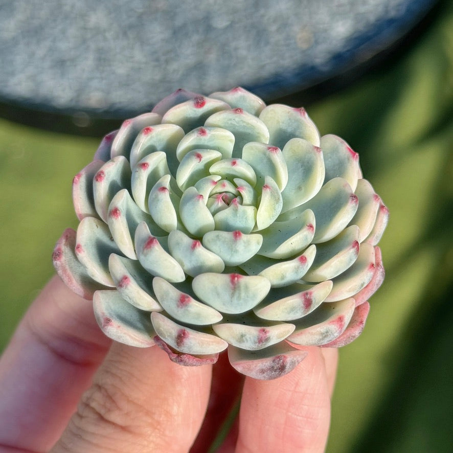 Variegated Echeveria Minima Succulent Plant D