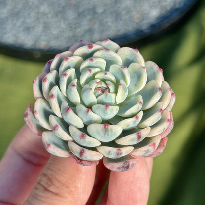 Variegated Echeveria Minima Succulent Plant D