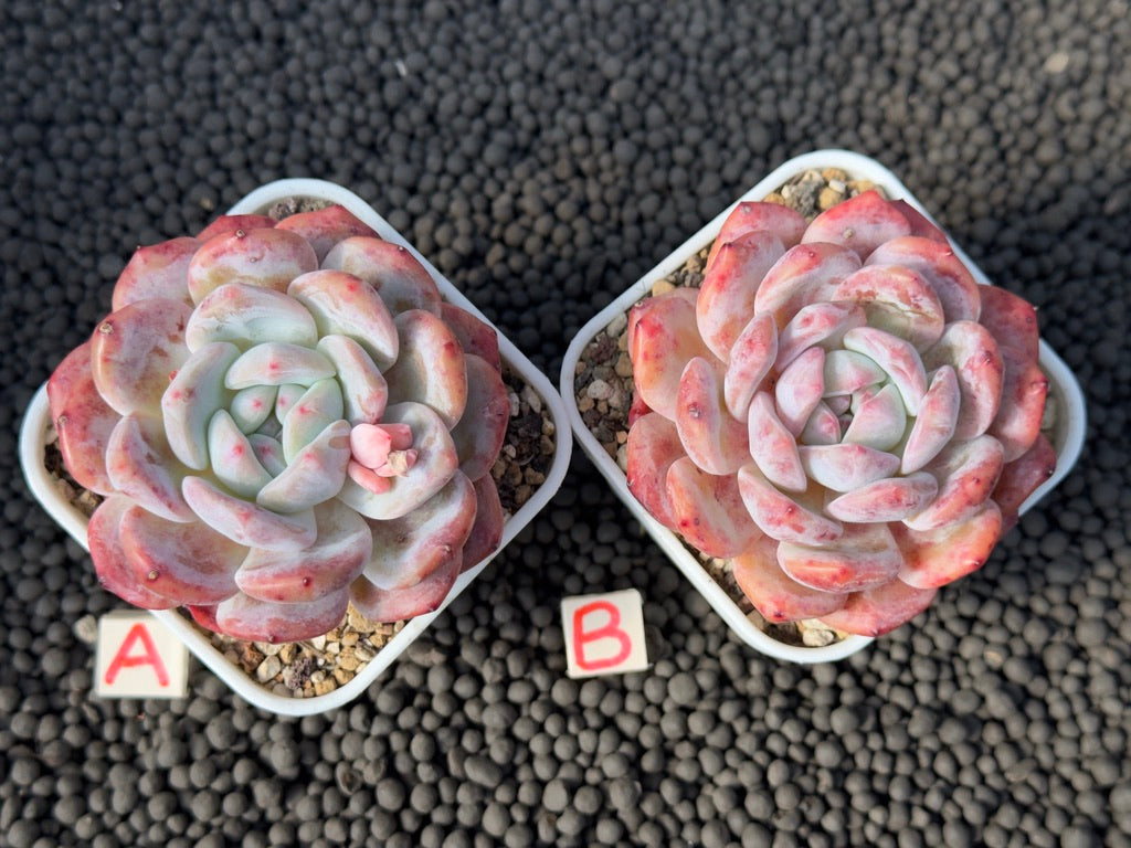 Echeveria Monroe Imported Succulent Plant