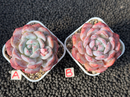 Echeveria Monroe Imported Succulent Plant