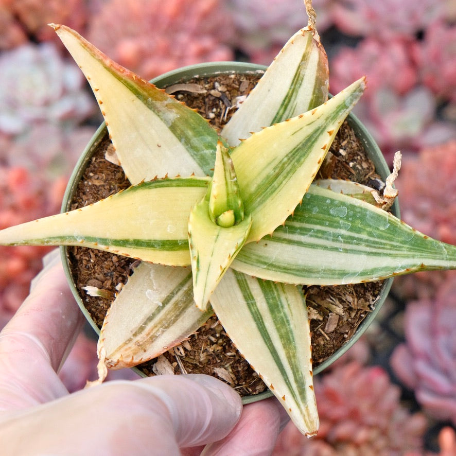 Variegated Aloe Succulent Plant