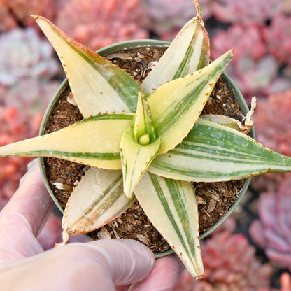 Variegated Aloe Succulent Plant