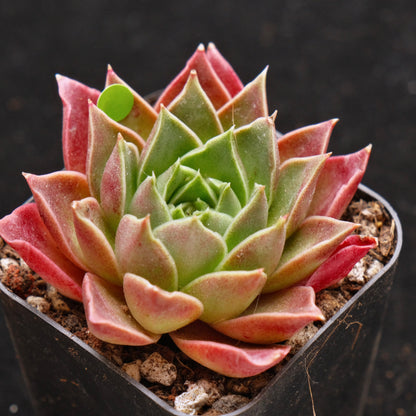 Echeveria Gilo Korean Succulent Plant