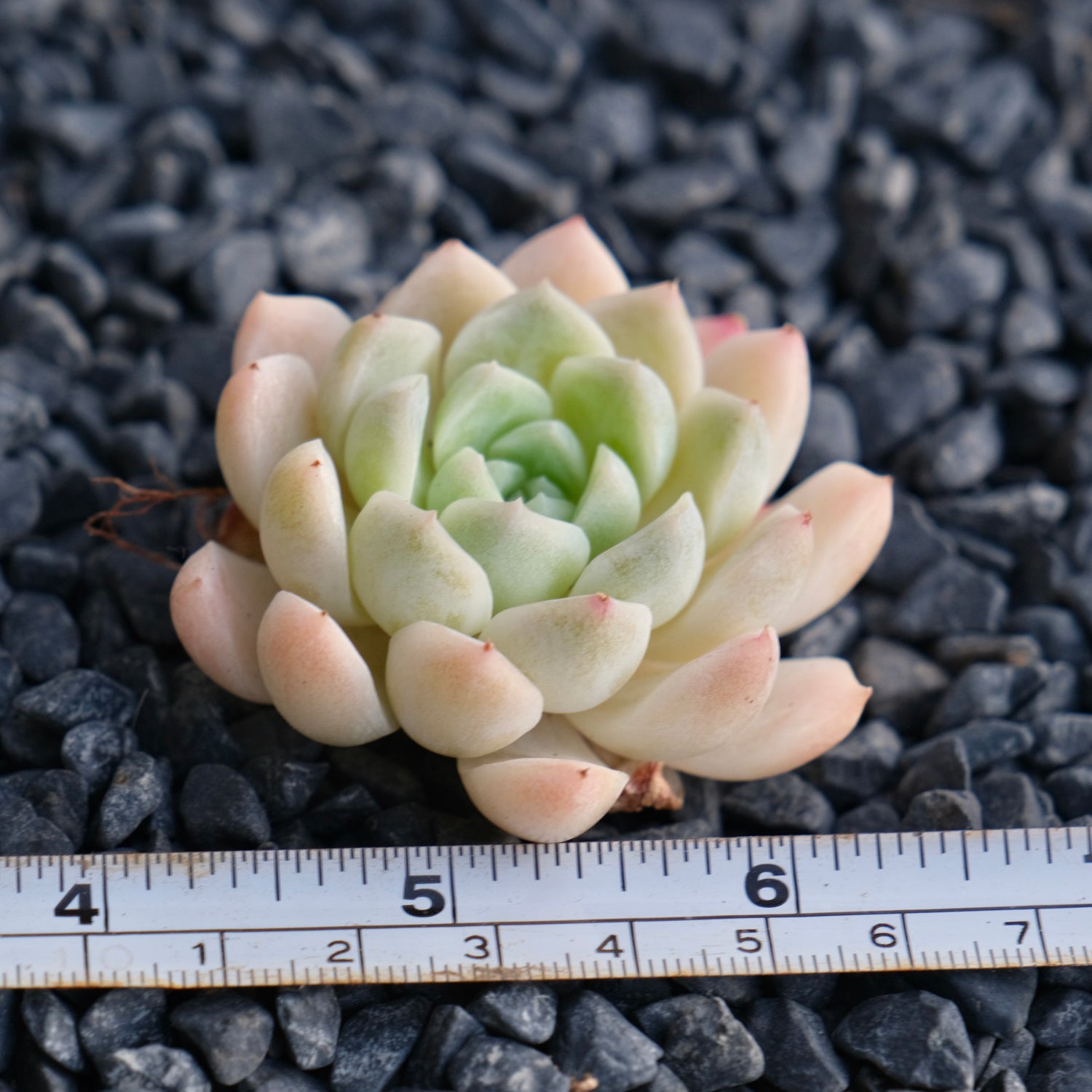 Mystery Hybrid Imported Succulent Plant
