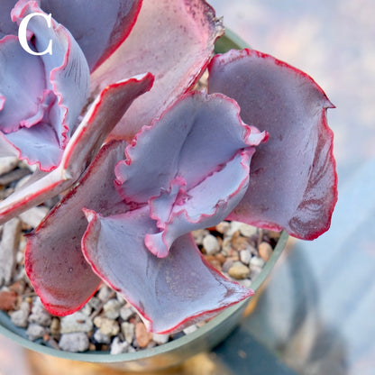 Echeveria Valentine - Rare Dick Wright hybrid - C