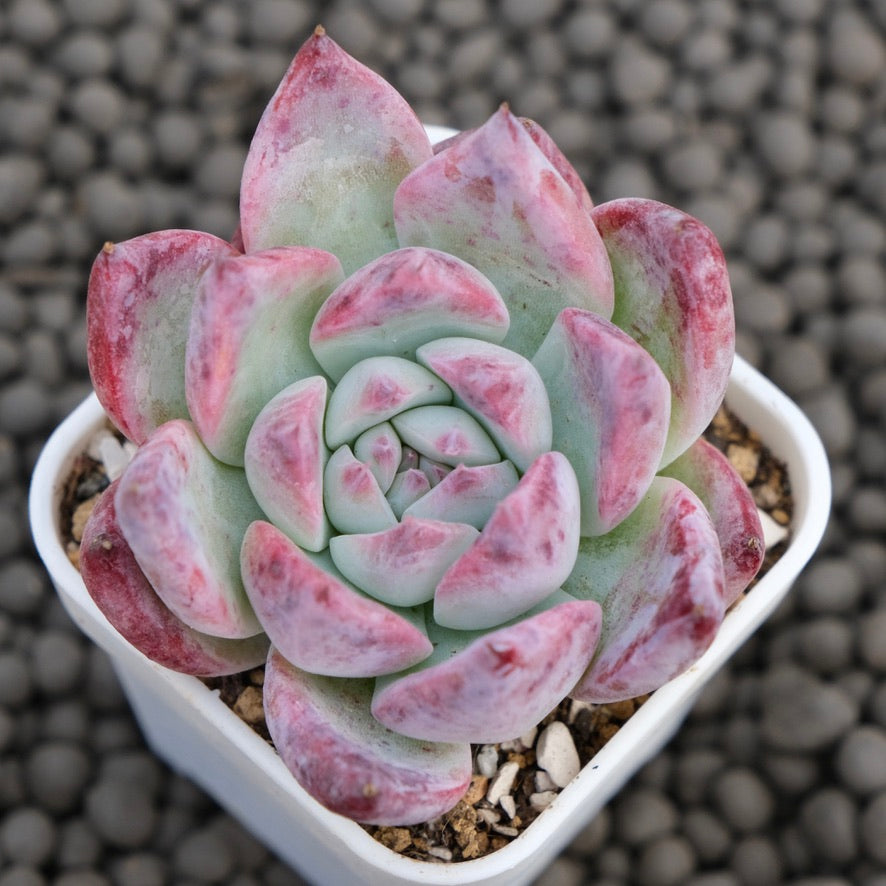 Echeveria colorata hybrid Korean Succulent Plant