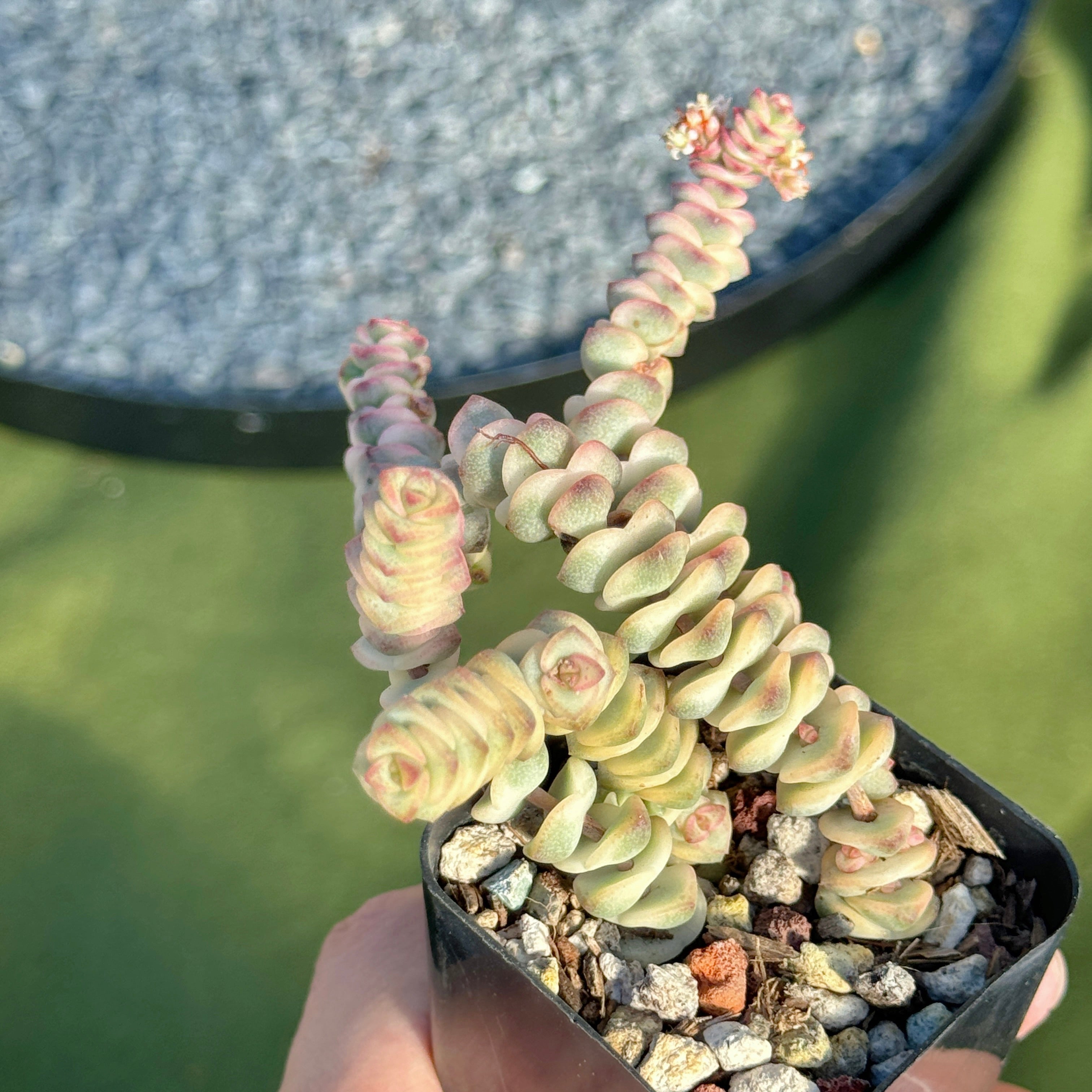 Variegated Crassula Fantasy Korean Succulent Plant