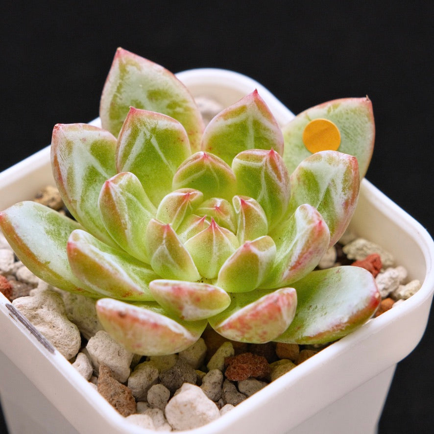 Echeveria Snowflake Jelly Korean Succulent Plant *Rare*