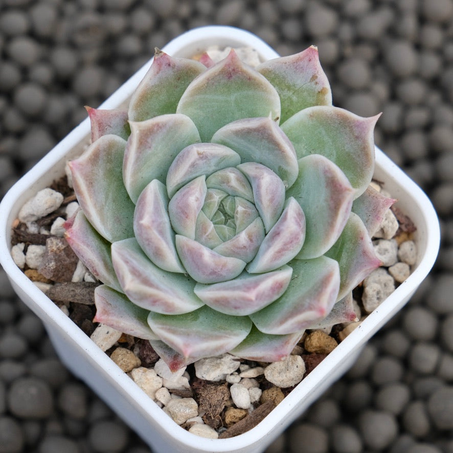 Echeveria Lilac Card Korean Succulent Plant Changhee Hybrid