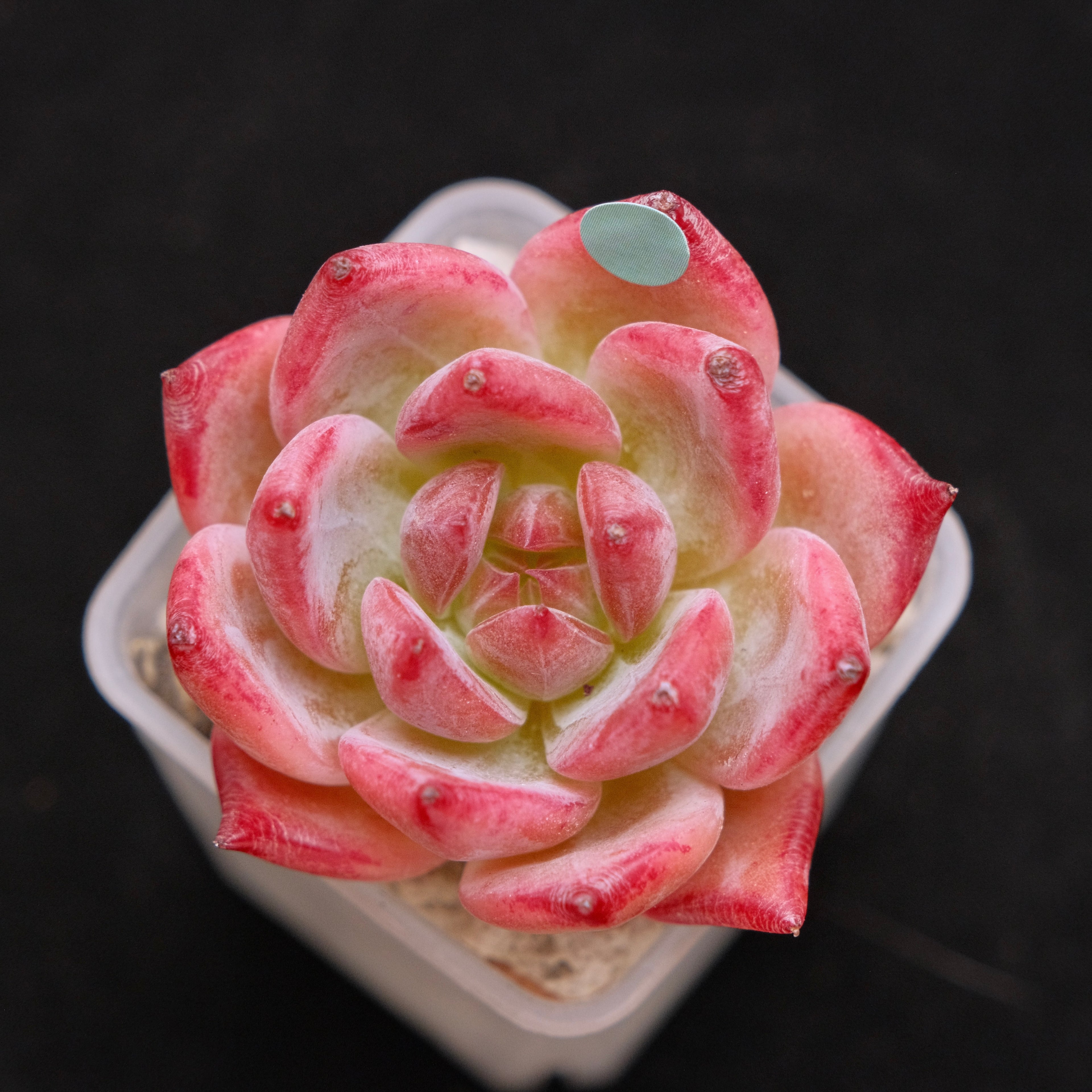Echeveria Ratam Korean Succulent Plant