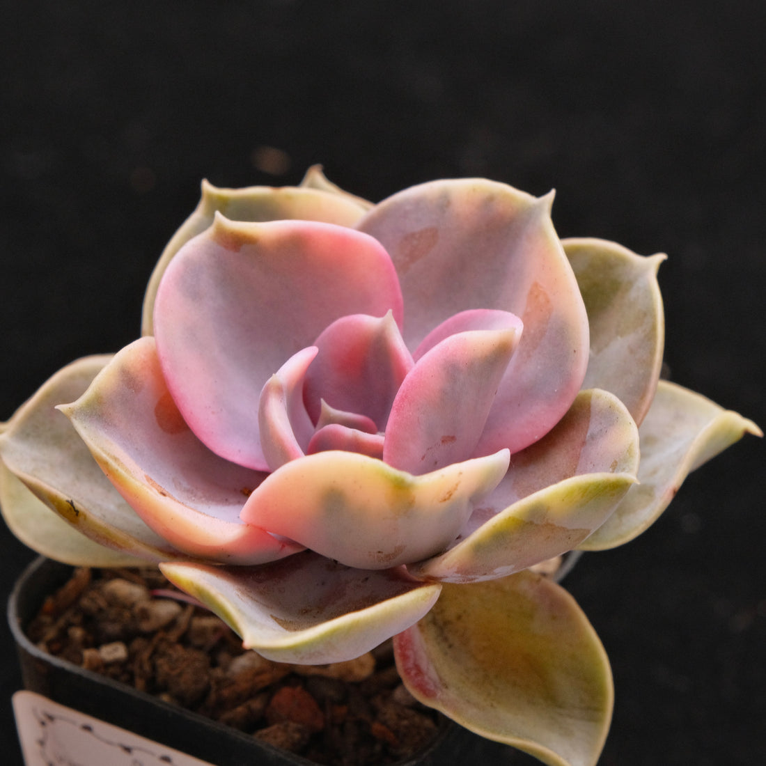 Variegated Echeveria Rainbow Korean Succulent Plant