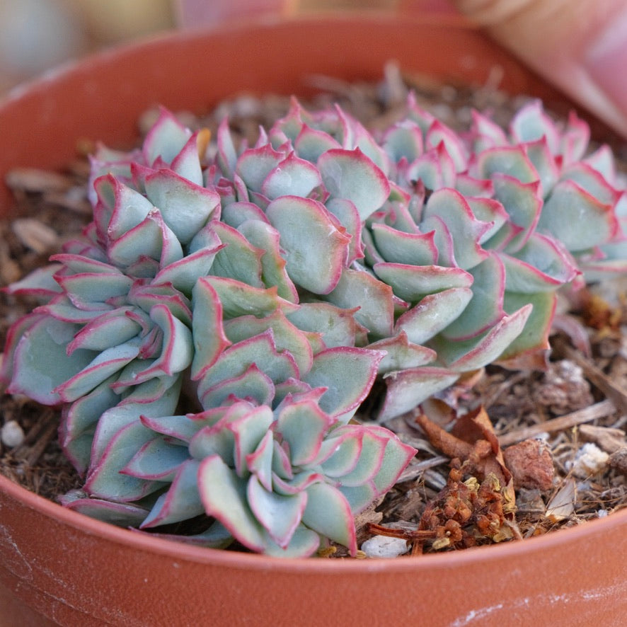 Crested Echeveria Esther Succulent Plant