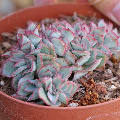 Crested Echeveria Esther Succulent Plant