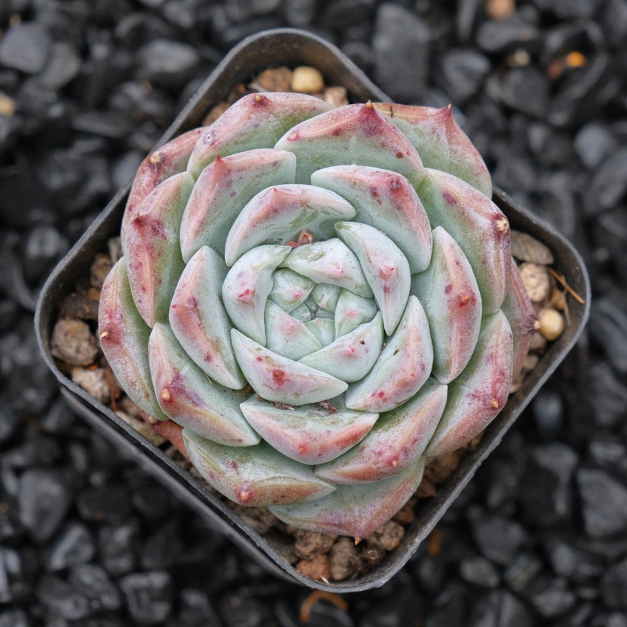 Echeveria Royal Star Korean Succulent Plant