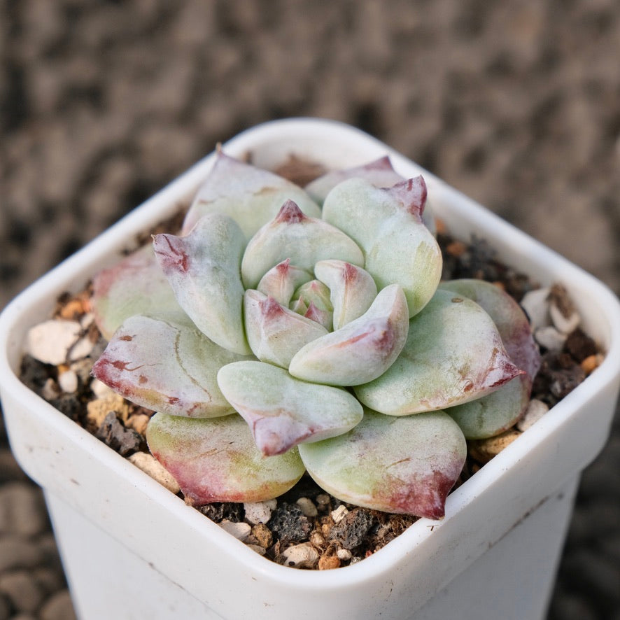 Echeveria Gloria Korean Succulent Plant Changhee Hybrid