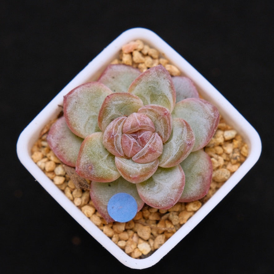 Small Echeveria Star Jelly Korean Succulent Plant