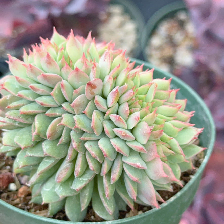 Crested Echeveria Ramillette Succulent Plant