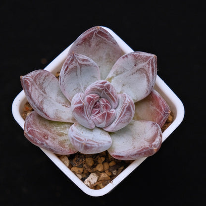 Echeveria Black Sabbath Korean Succulent Plant Air Magic Hybrid